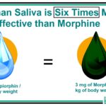 Human saliva and morphine